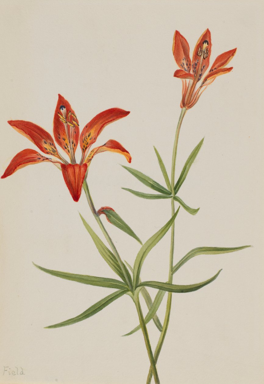 Lilia (Lilium montanum) autorstwa Mary Vaux Walcott