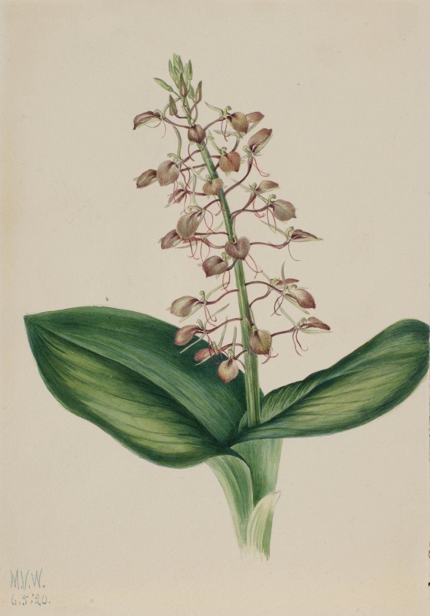 Lilia Twybulade Liparis liliifolia, 1920. autorstwa Mary Vaux Walcott