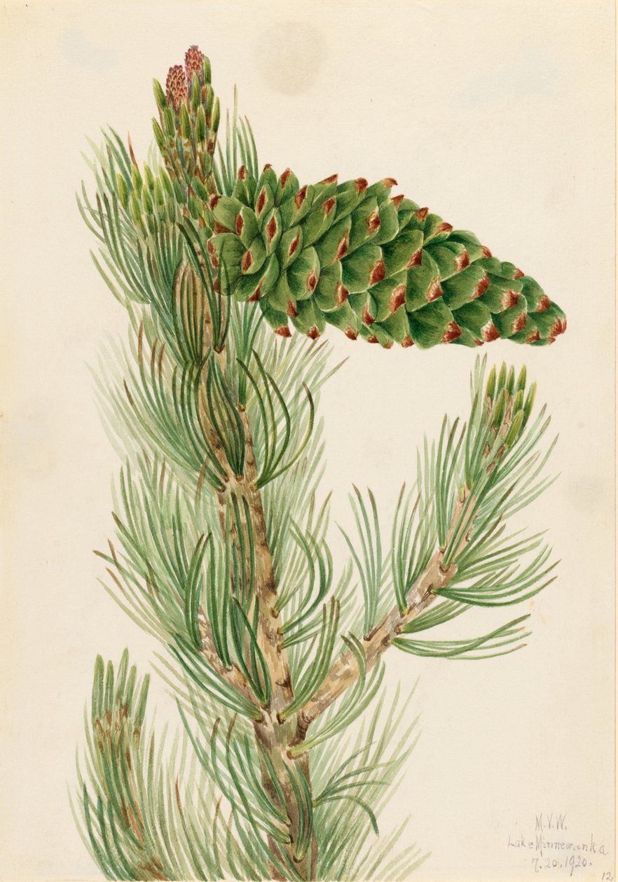 Sosna wejmutka (Pinus flexilis) autorstwa Mary Vaux Walcott