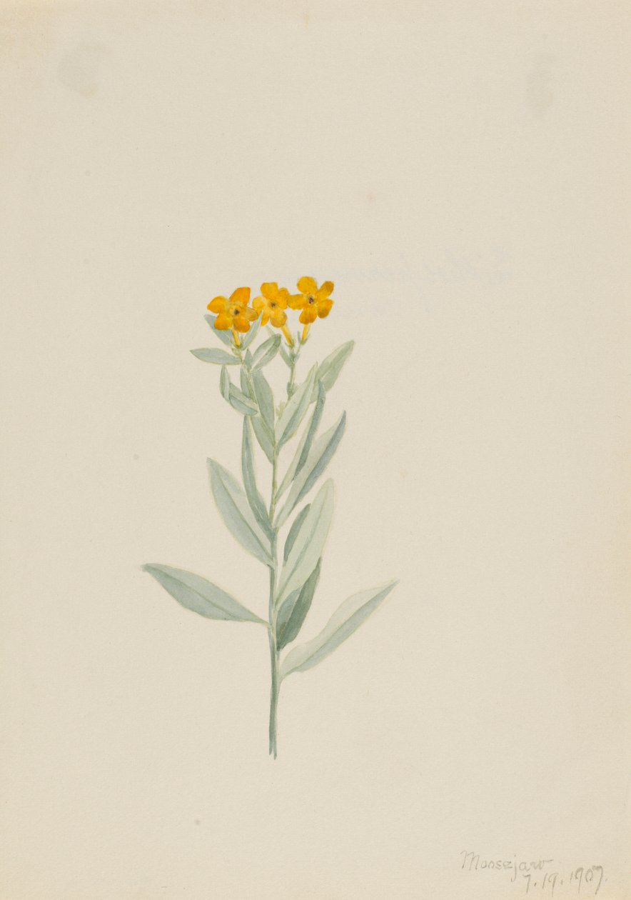Lithospermum canescens autorstwa Mary Vaux Walcott