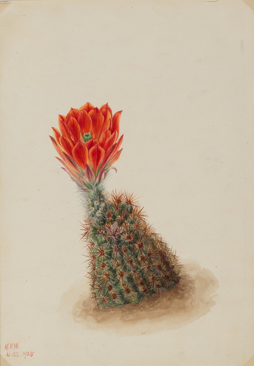Kaktus truskawkowy Lloyda (Echinocereus lloydii) autorstwa Mary Vaux Walcott