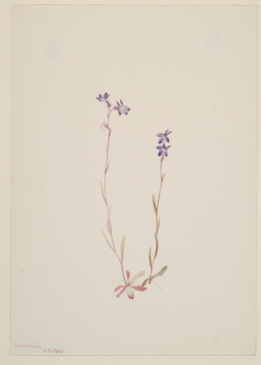 Lobelia Kalmii autorstwa Mary Vaux Walcott