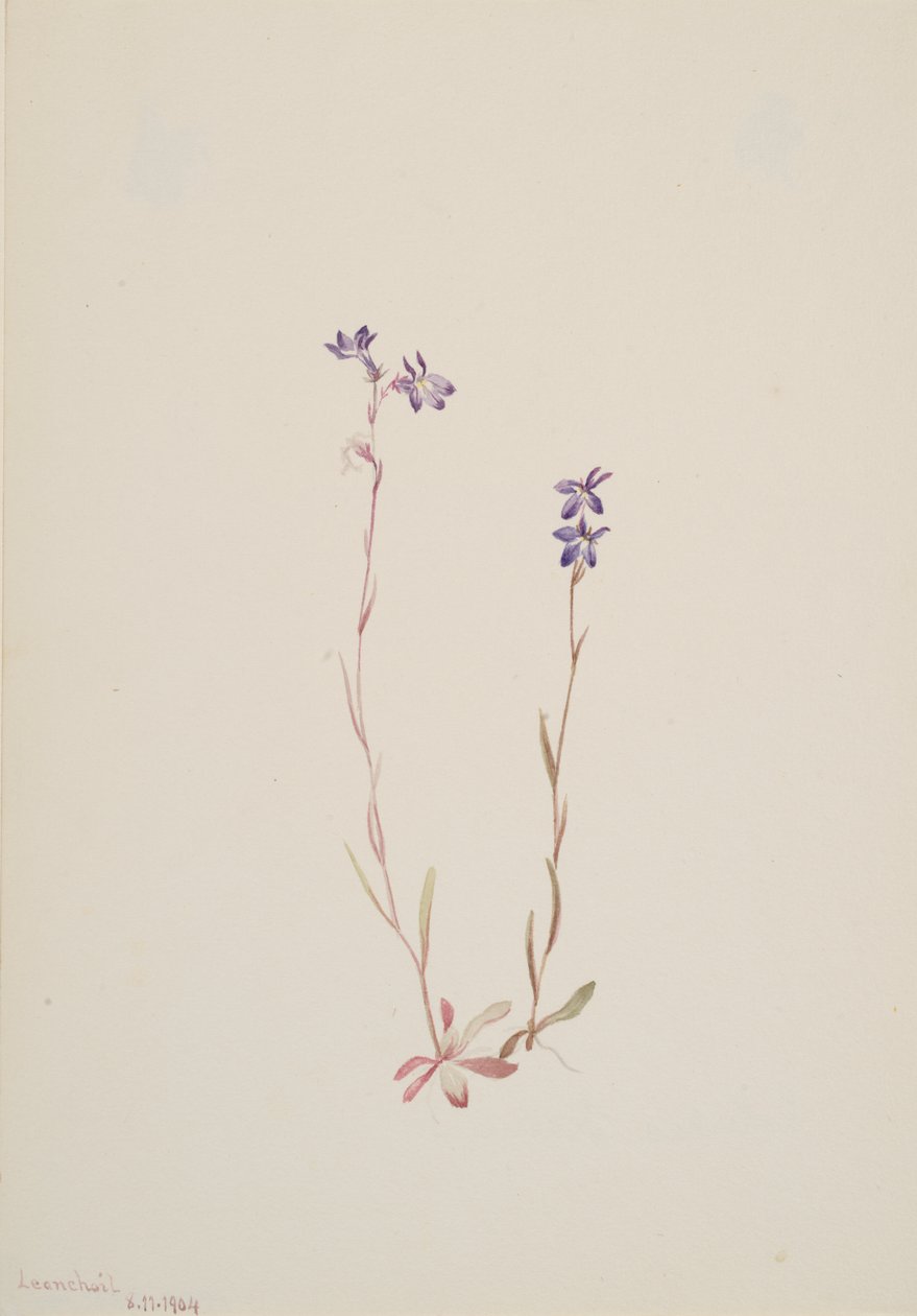 Lobelia Kalmii, 1904. autorstwa Mary Vaux Walcott