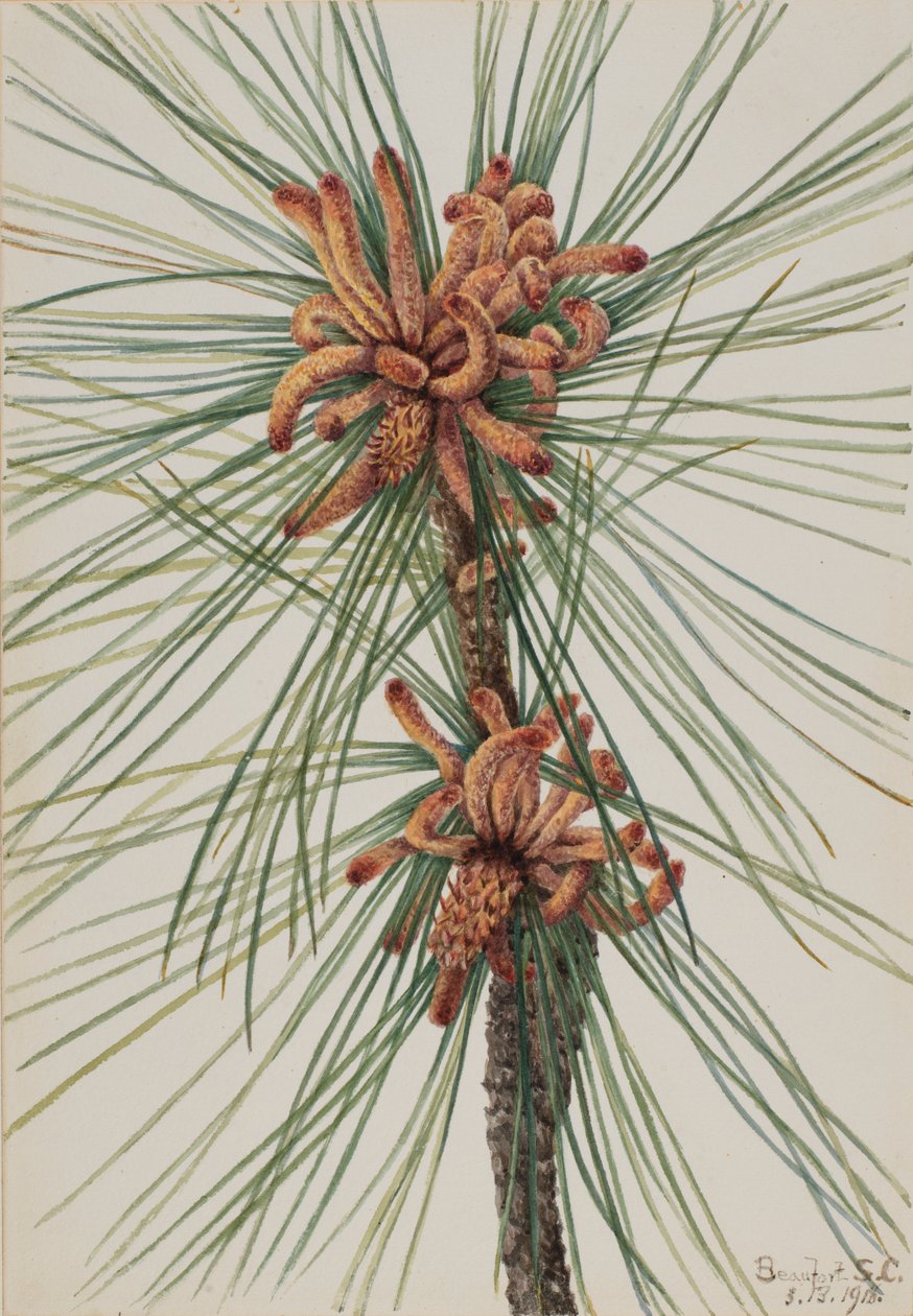 Kłoda sosny Loblolly, 1918. autorstwa Mary Vaux Walcott