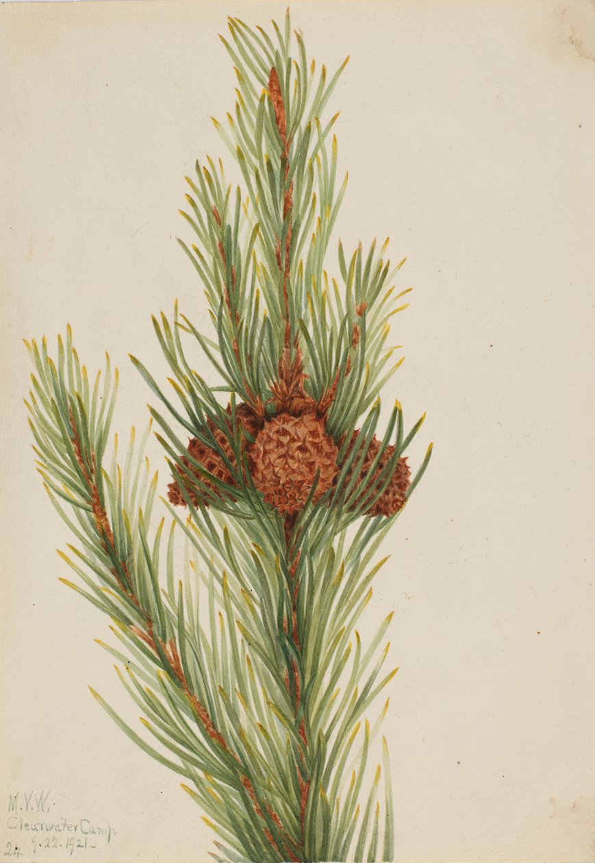Sosna Lodgepole (Pinus Contorta murrayana) autorstwa Mary Vaux Walcott