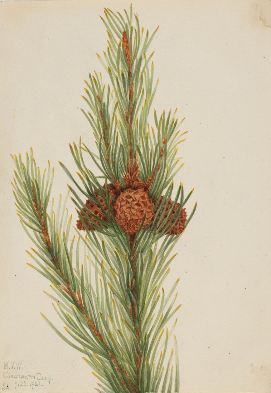 Sosna Lodgepole Pinus Contorta murrayana, 1921. autorstwa Mary Vaux Walcott