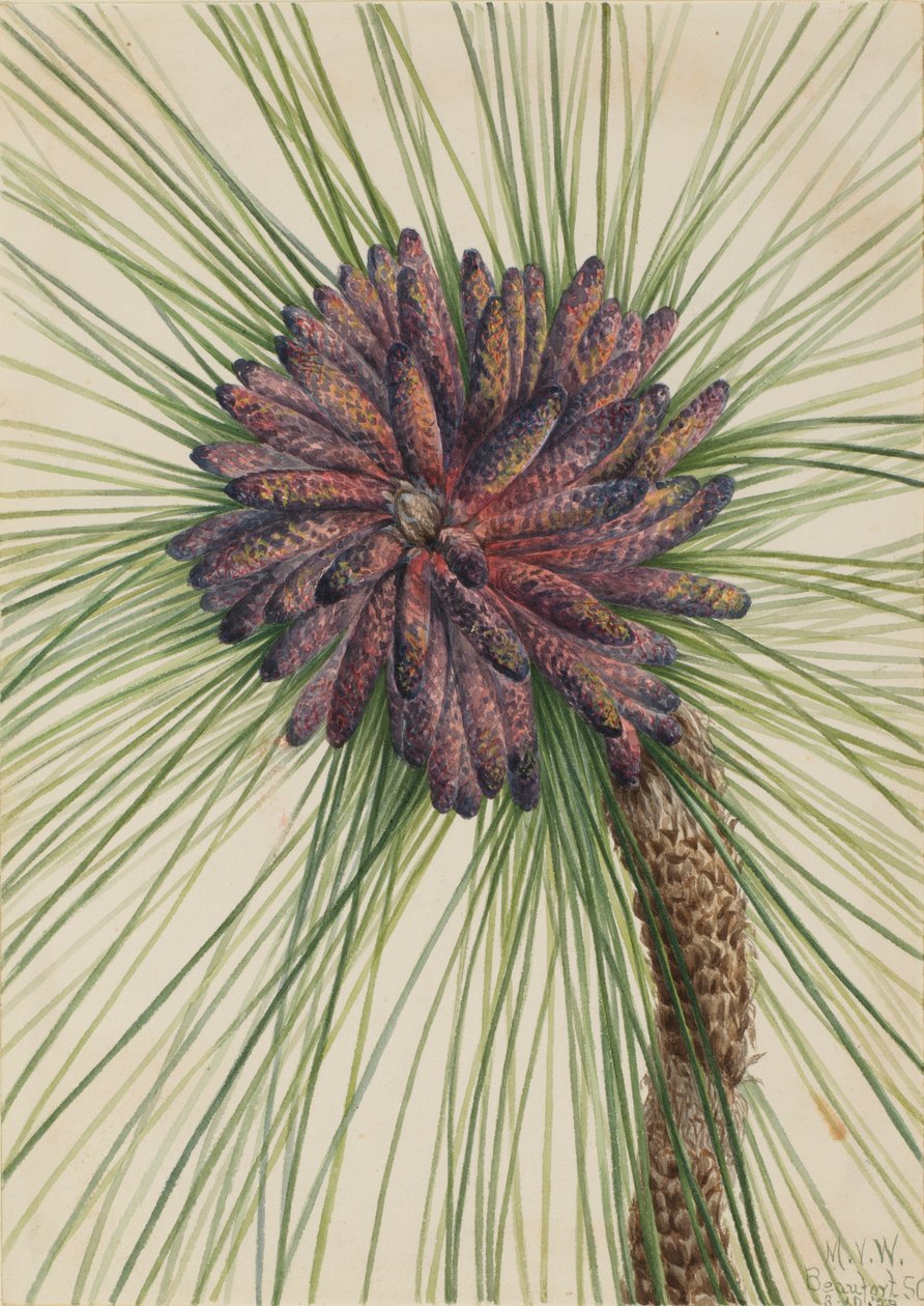 Sosna długolistna Pinus palustris, 1929. autorstwa Mary Vaux Walcott