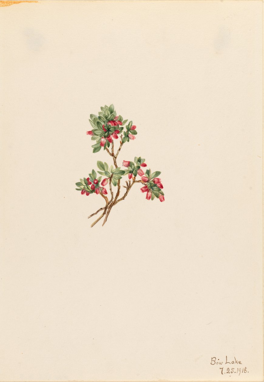 Borówka niska (Vaccinium caespitosum) autorstwa Mary Vaux Walcott