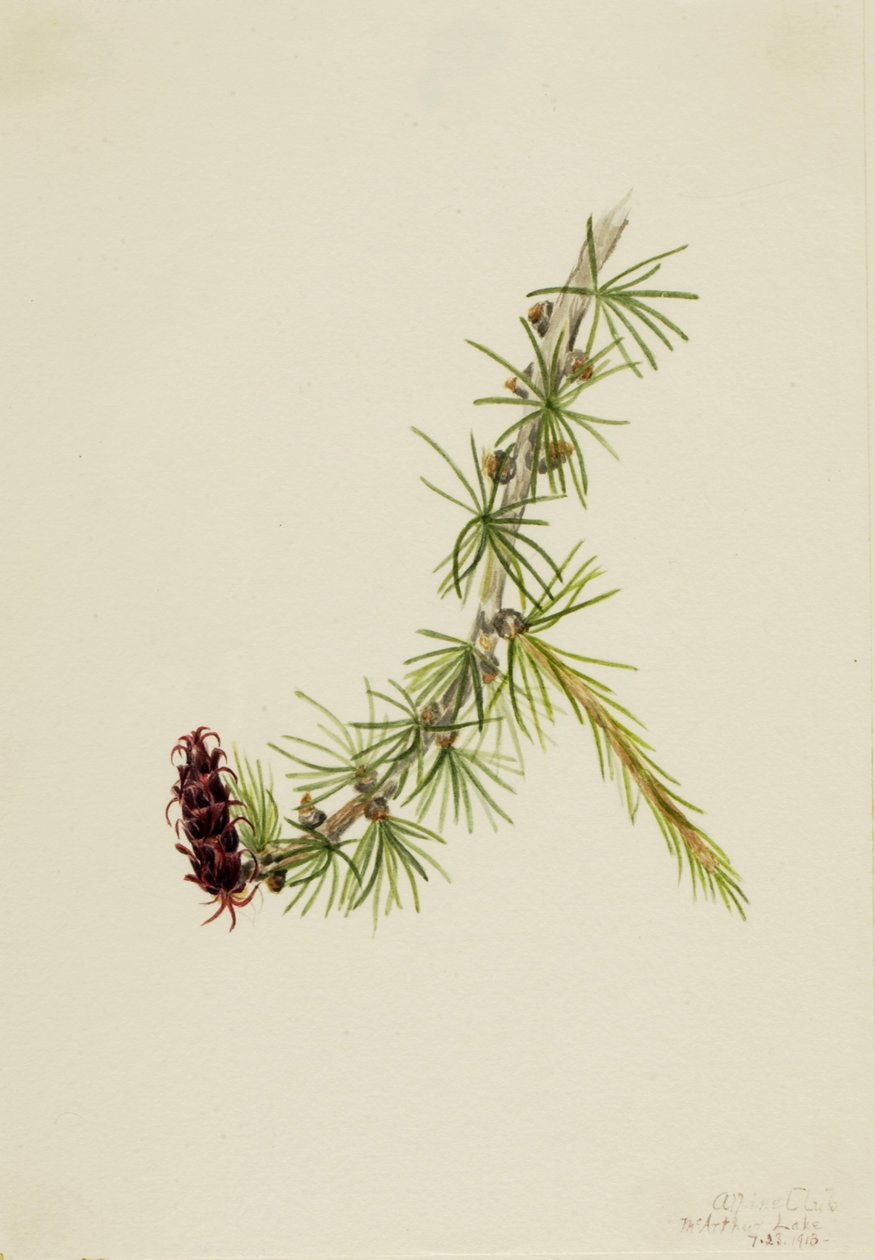Modrzew Lyall (Larix lyallii) autorstwa Mary Vaux Walcott