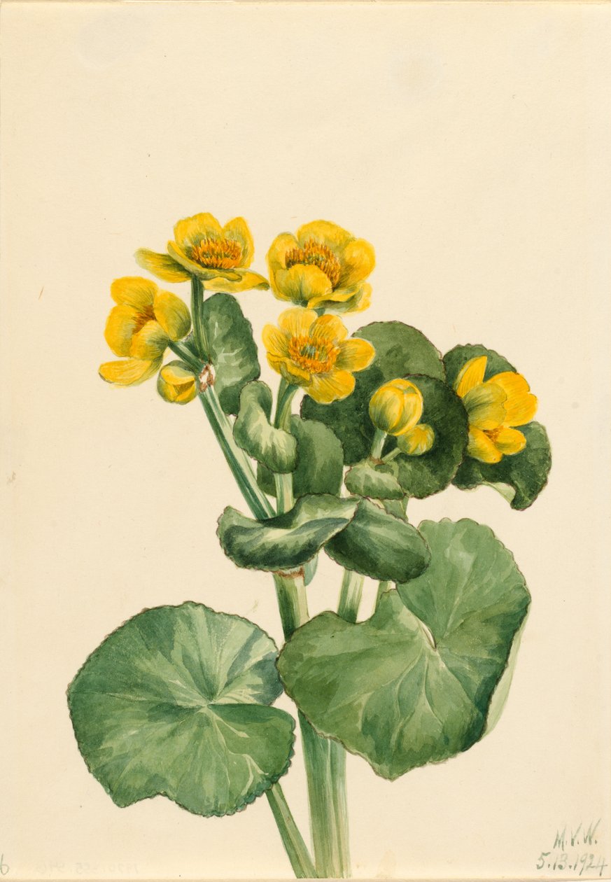 Nagietek błotny (Caltha palustris) autorstwa Mary Vaux Walcott
