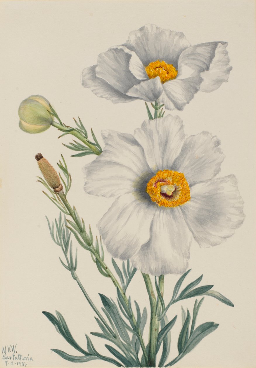 Mak Matilija (Romneya coulteri) autorstwa Mary Vaux Walcott