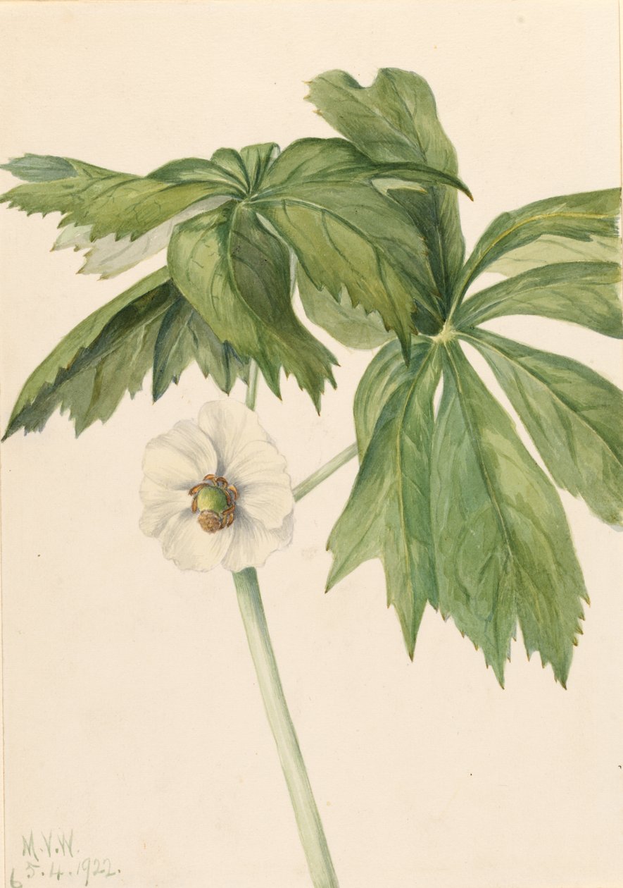 Jabłoń majowa (Podphyllum paltatum) autorstwa Mary Vaux Walcott