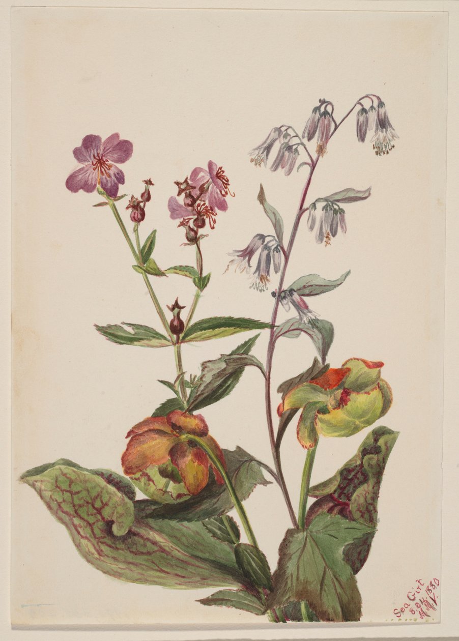 Meadow Beauty (Rhexia virginica), Rattlesnake Roat (Nabalus albus), Pitcherplant (Sarracenia purpurea) autorstwa Mary Vaux Walcott