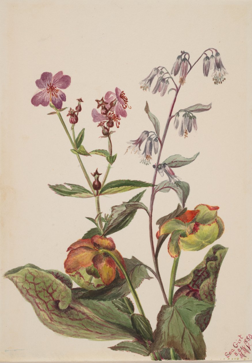 Meadow Beauty Rhexia virginica, Grzechotnik Roat Nabalus albus, Pitcherplant..., 1880. autorstwa Mary Vaux Walcott