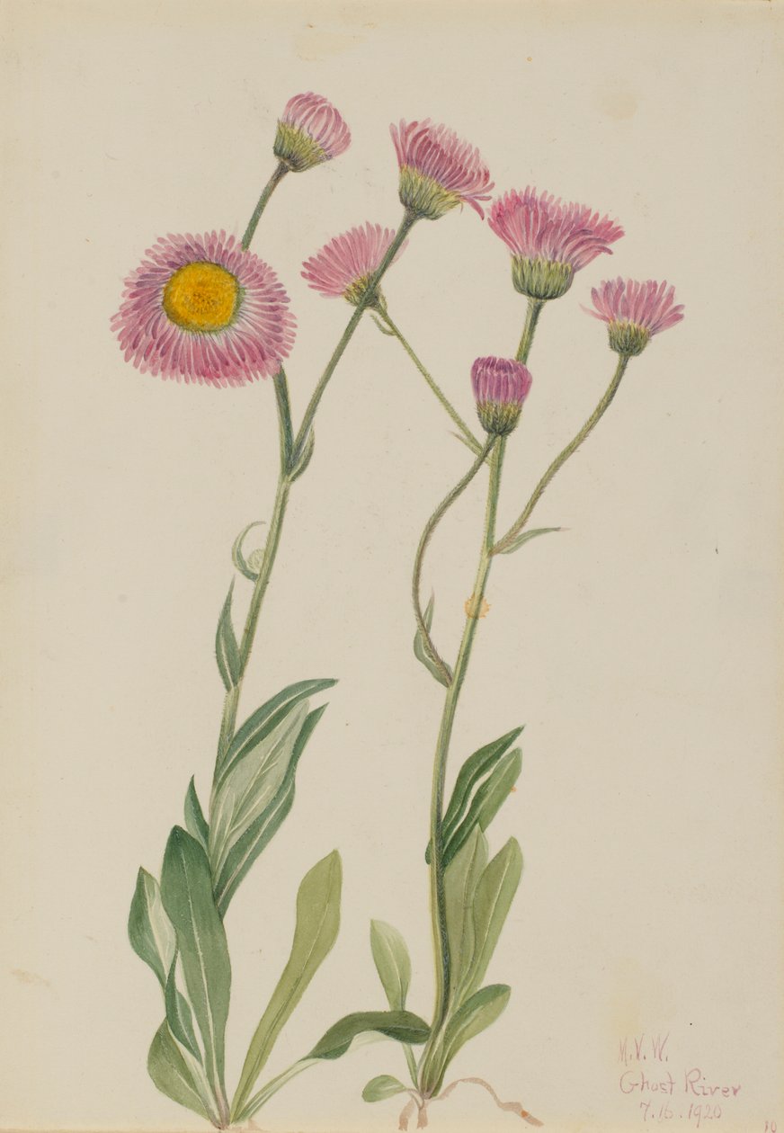 Pchlica łąkowa (Erigeron speciosus) autorstwa Mary Vaux Walcott