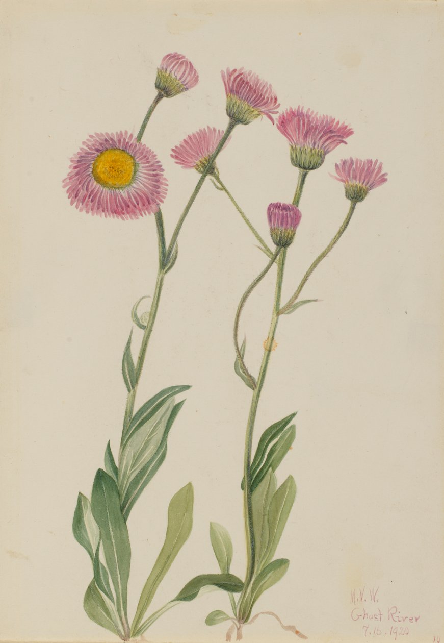 Łąkowa Fleabane Erigeron speciosus, 1920. autorstwa Mary Vaux Walcott