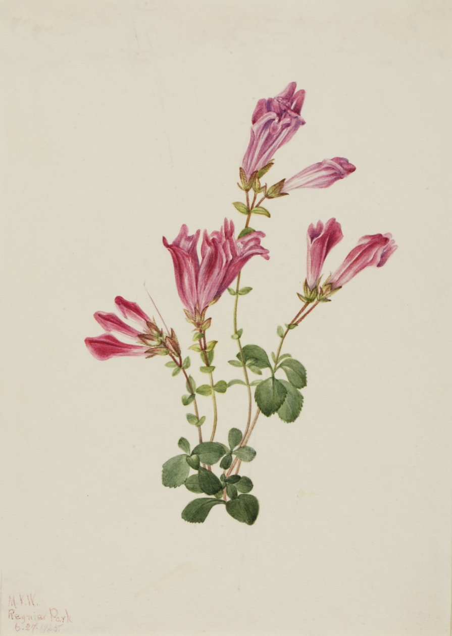 Menzies Penstemon Penstemon menziesii, 1925. autorstwa Mary Vaux Walcott