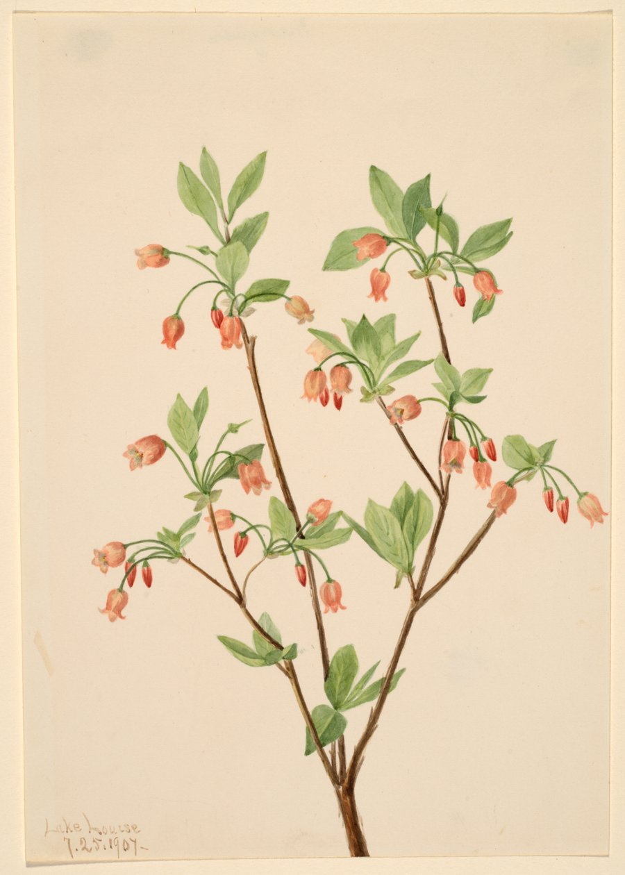 Menziesea (Menziesea glabella) autorstwa Mary Vaux Walcott