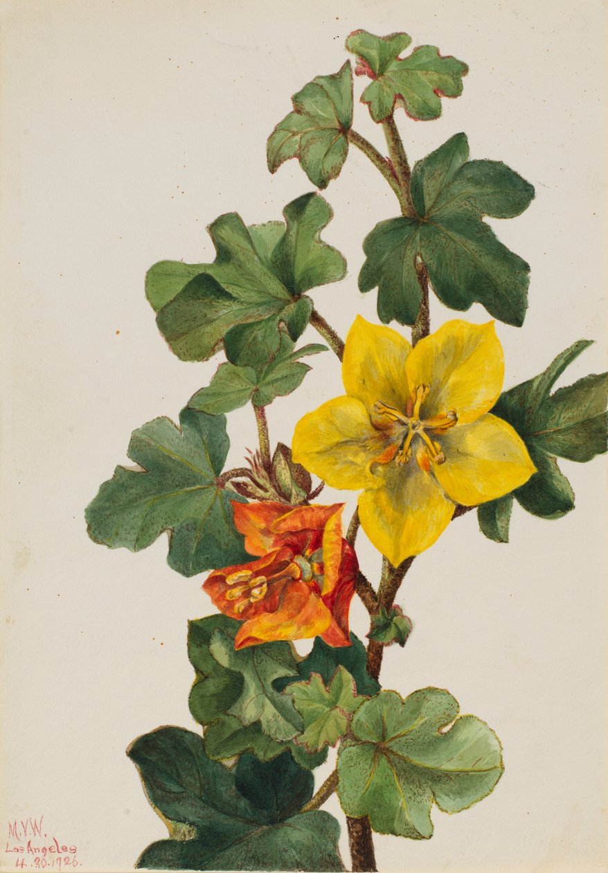 Fremontia meksykańska (Fremontodendron mexicanum) autorstwa Mary Vaux Walcott