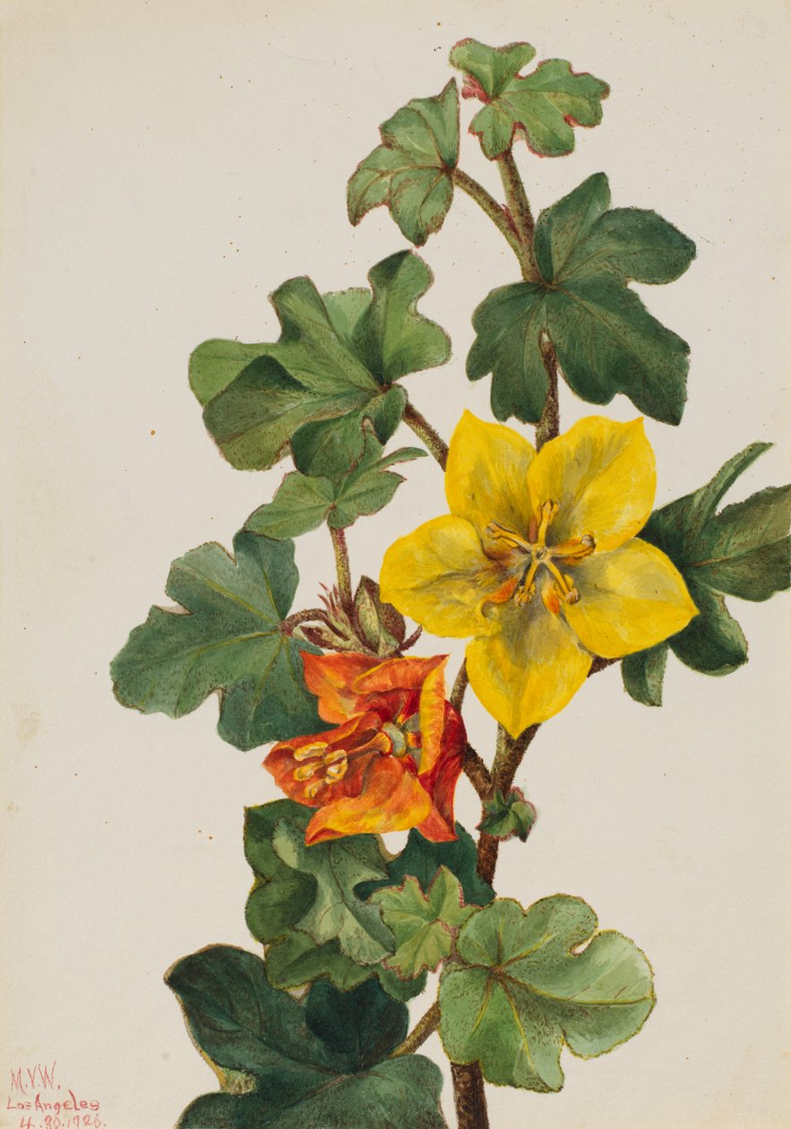 Meksykańska Fremontia Fremontodendron mexicanum, 1926. autorstwa Mary Vaux Walcott