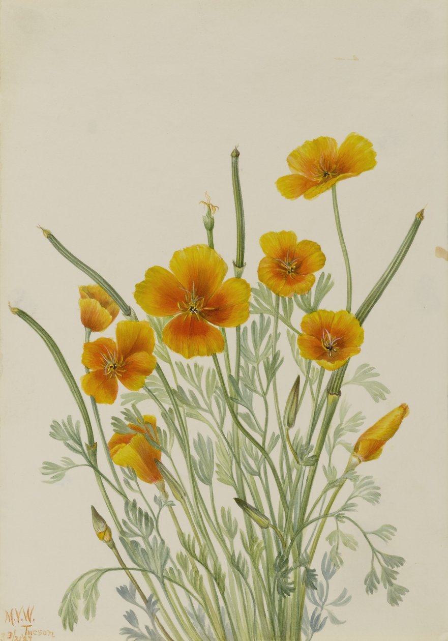 Mak meksykański (Eschscholtzia mexicana) autorstwa Mary Vaux Walcott