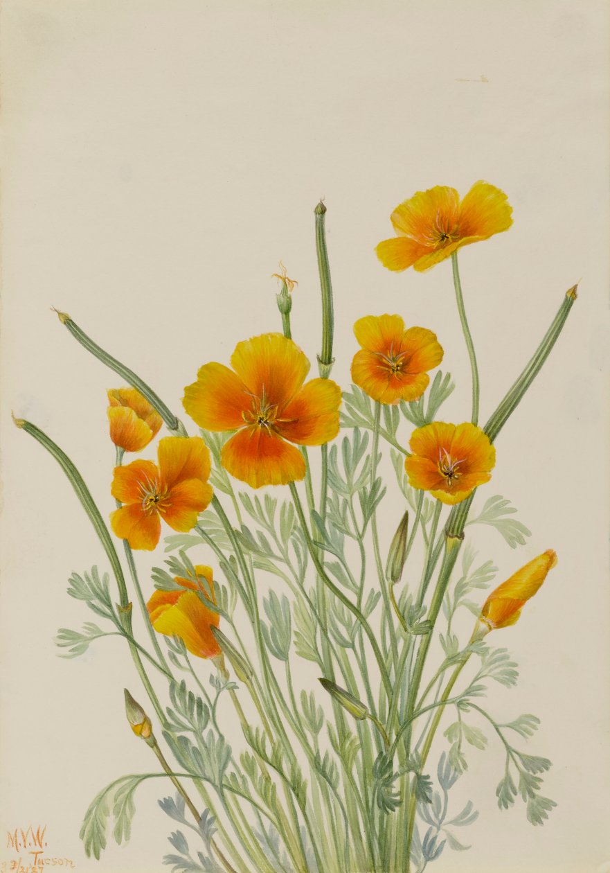 Mak meksykański Eschscholtzia mexicana, 1927. autorstwa Mary Vaux Walcott