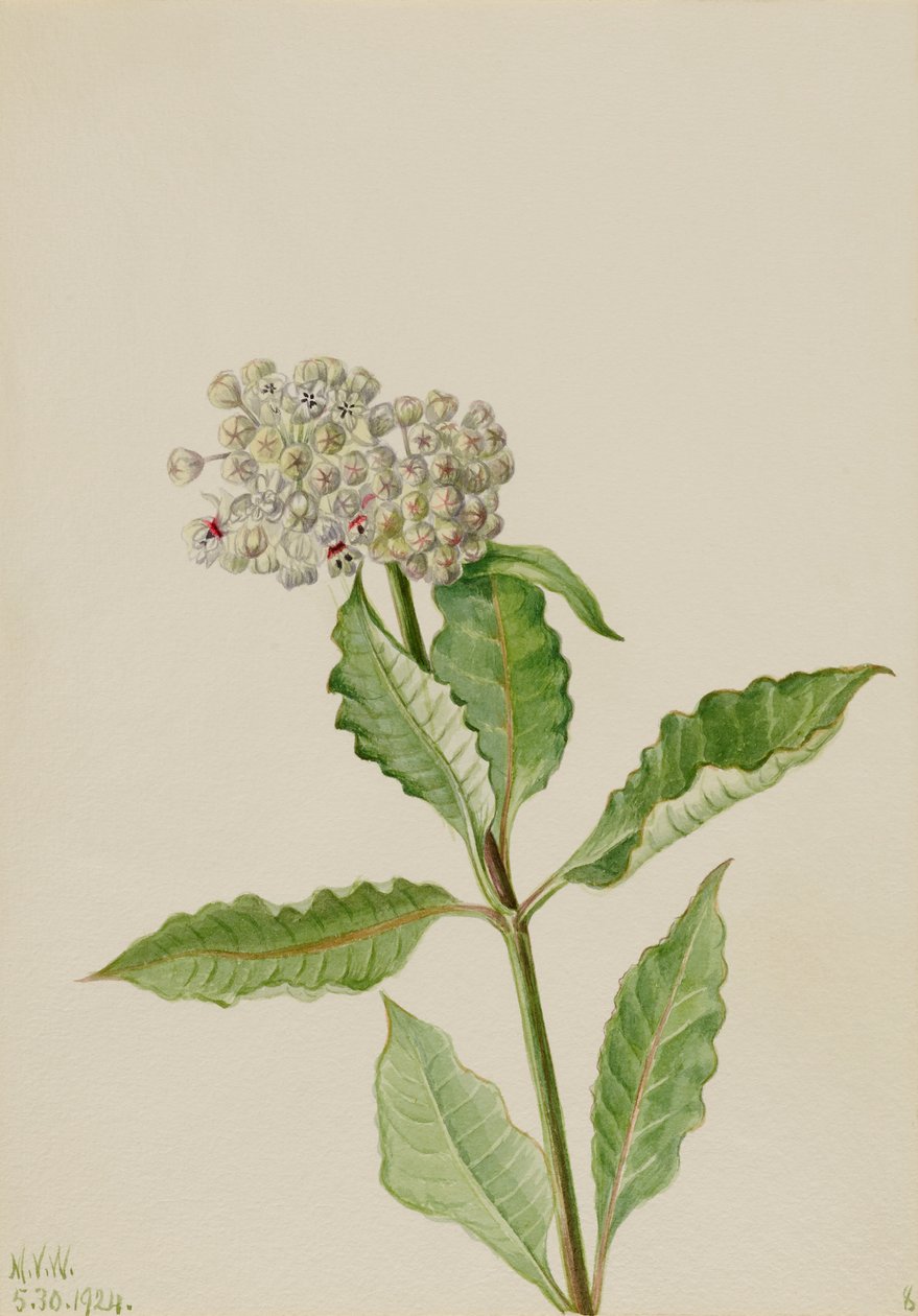 Milkweed (Ascelpias) autorstwa Mary Vaux Walcott
