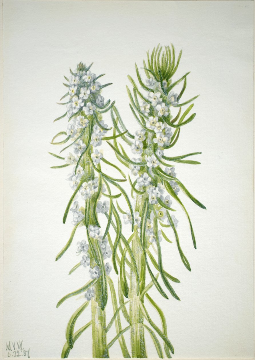 Świeca Górnicza Oreocarya virgata, 1937. autorstwa Mary Vaux Walcott