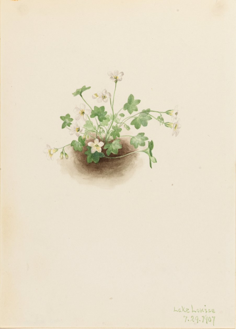 Mistmaiden (Romanzoffia sitchensis) autorstwa Mary Vaux Walcott