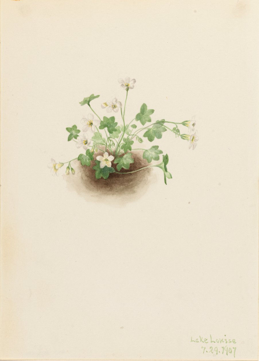Mistmaiden Romanzoffia sitchensis, 1907. autorstwa Mary Vaux Walcott