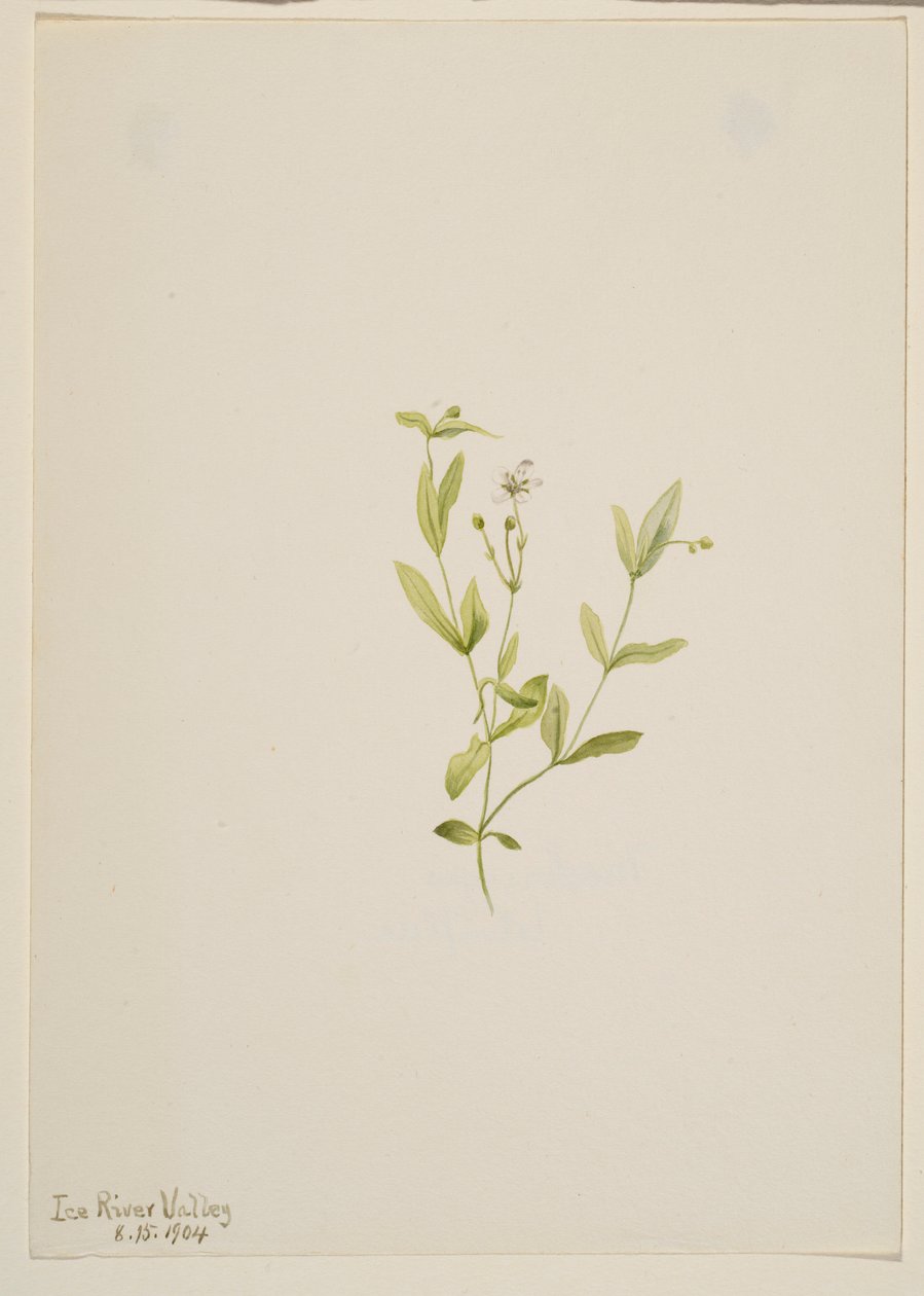 Moehringia laberiflora autorstwa Mary Vaux Walcott