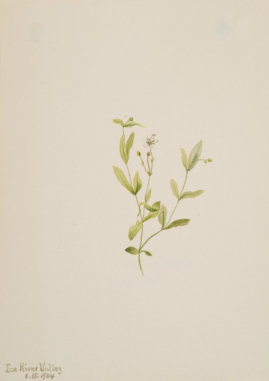 Moehringia laberiflora, 1904. autorstwa Mary Vaux Walcott