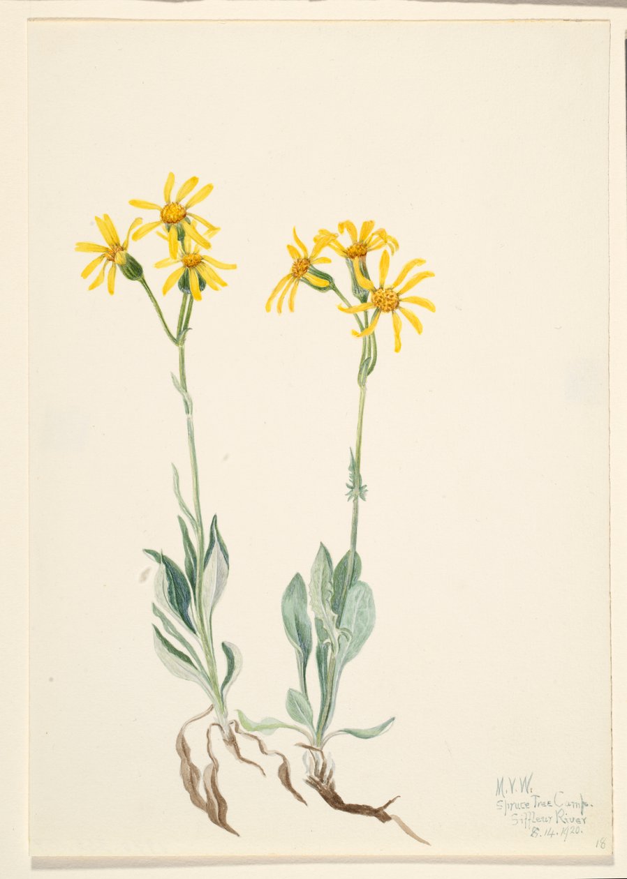 Parnassia Montana (Parnassia montanesis) autorstwa Mary Vaux Walcott