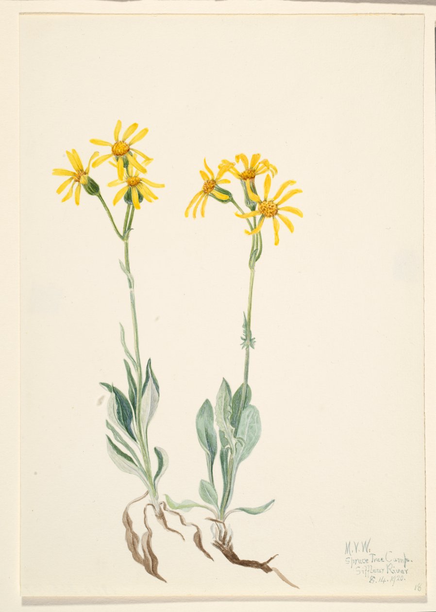 Montana Parnassia Parnassia montanesis, 1920. autorstwa Mary Vaux Walcott