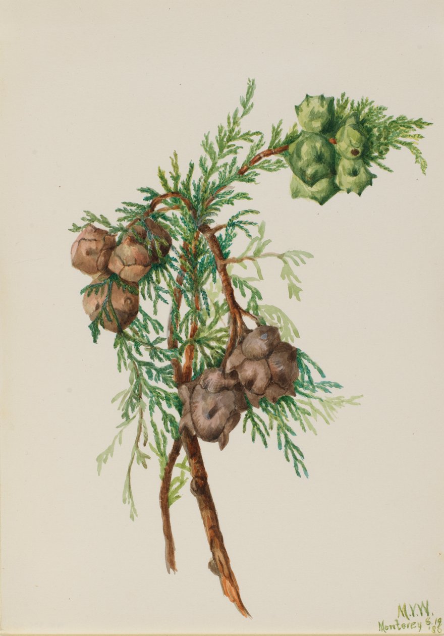 Cyprys Monterey Cupressus macrocarpa, 1936. autorstwa Mary Vaux Walcott