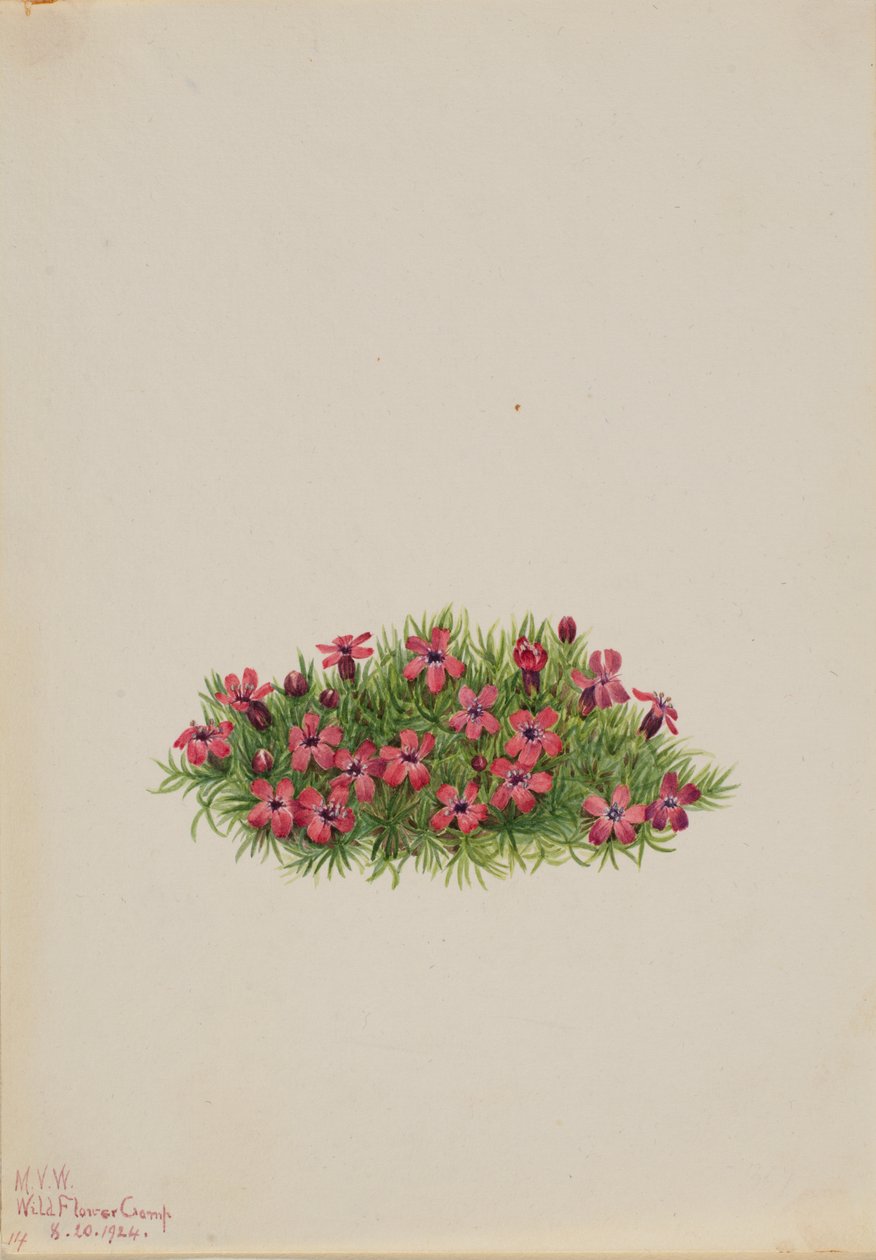 Moss Campion Silene acaulis, 1924. autorstwa Mary Vaux Walcott