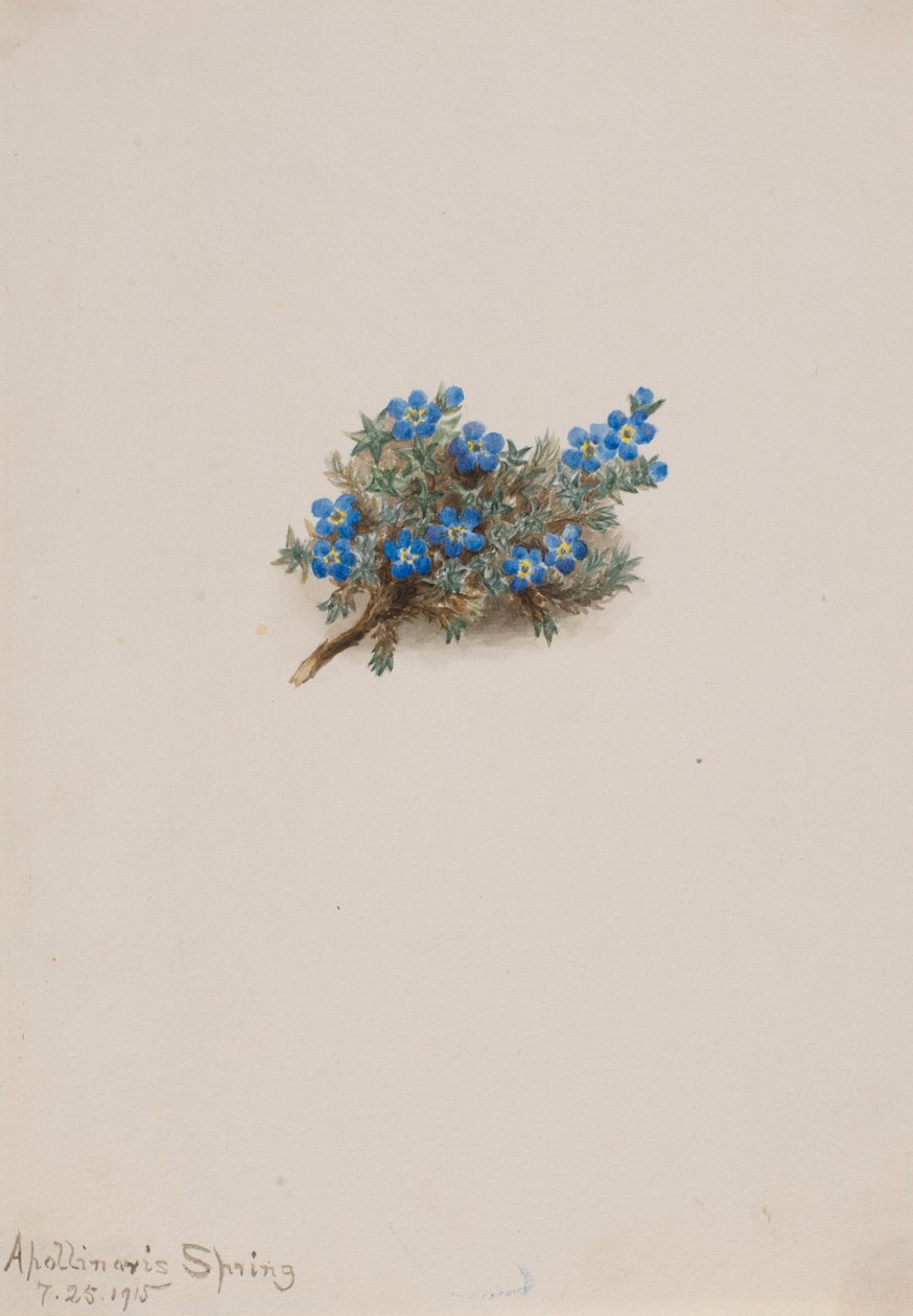 Mech niezapominajka (Eritichum elongatum) autorstwa Mary Vaux Walcott