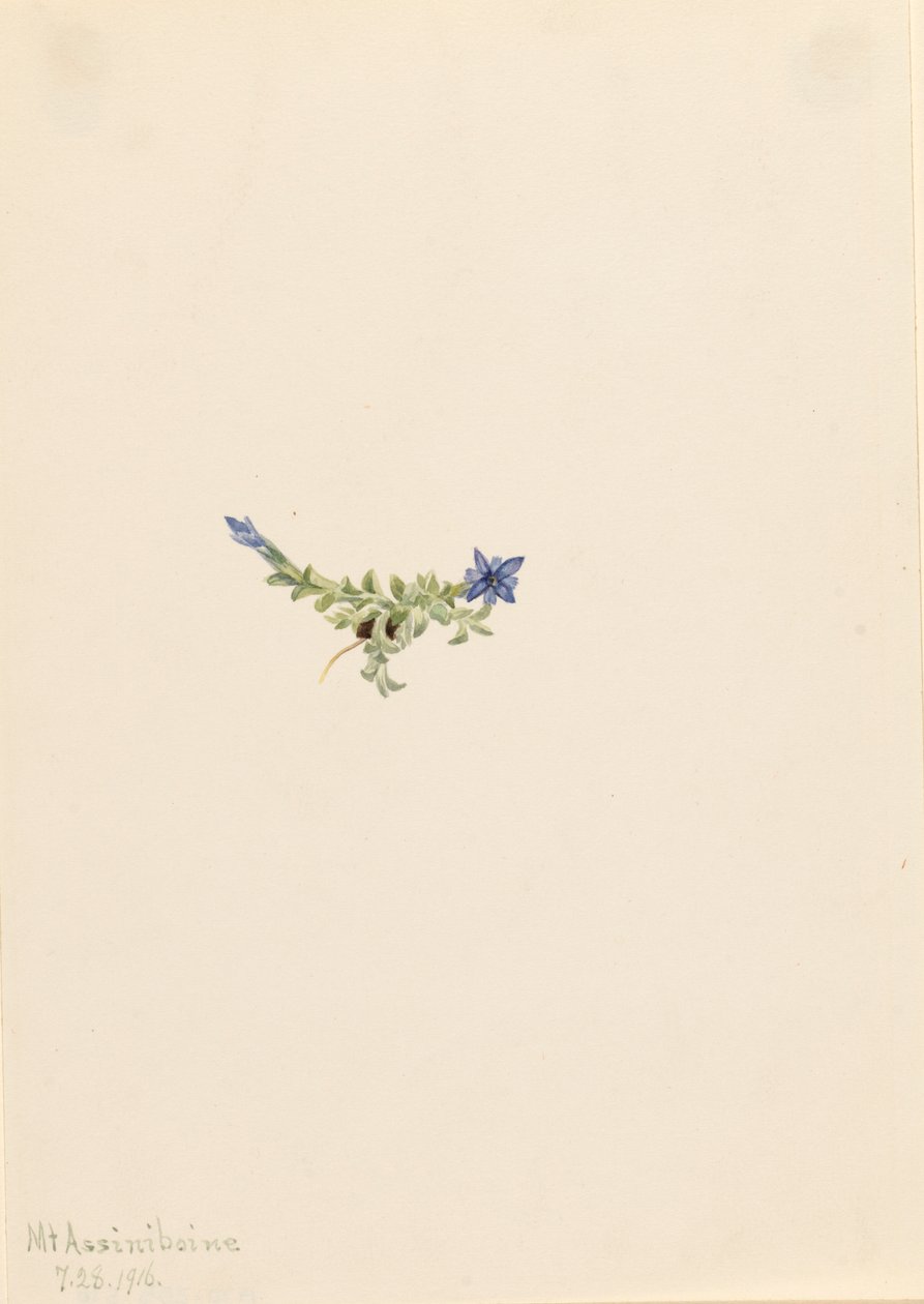 Mech goryczki Gentiana prostrata, 1916. autorstwa Mary Vaux Walcott