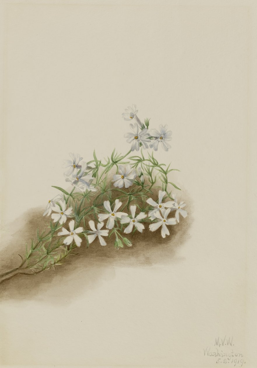 Floks szydlasty (Phlox subulata) autorstwa Mary Vaux Walcott