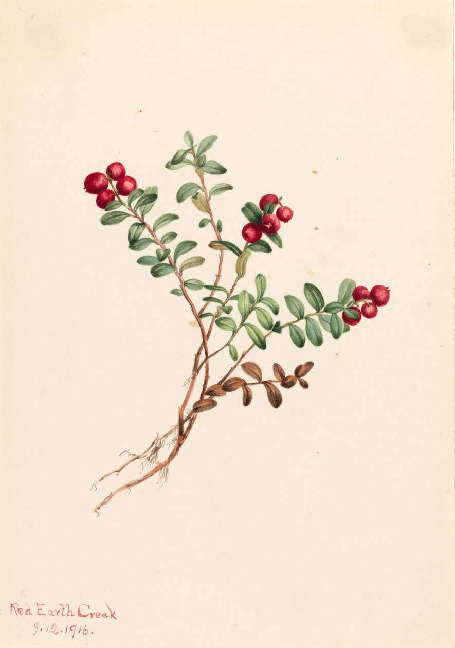 Żurawina górska (Vaccinium vitisdaea minus) autorstwa Mary Vaux Walcott