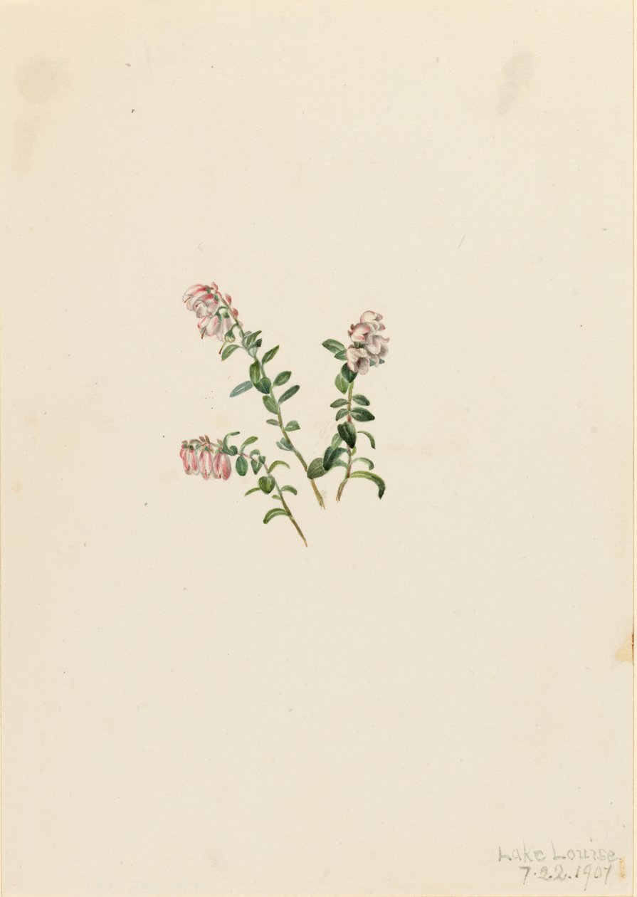 Żurawina górska (Vaccinium vitisidaea minus) autorstwa Mary Vaux Walcott