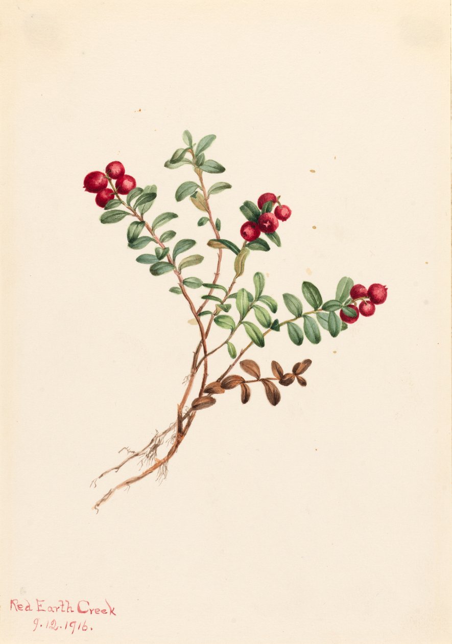 Żurawina górska Vaccinium vitisdaea minus, 1916. autorstwa Mary Vaux Walcott