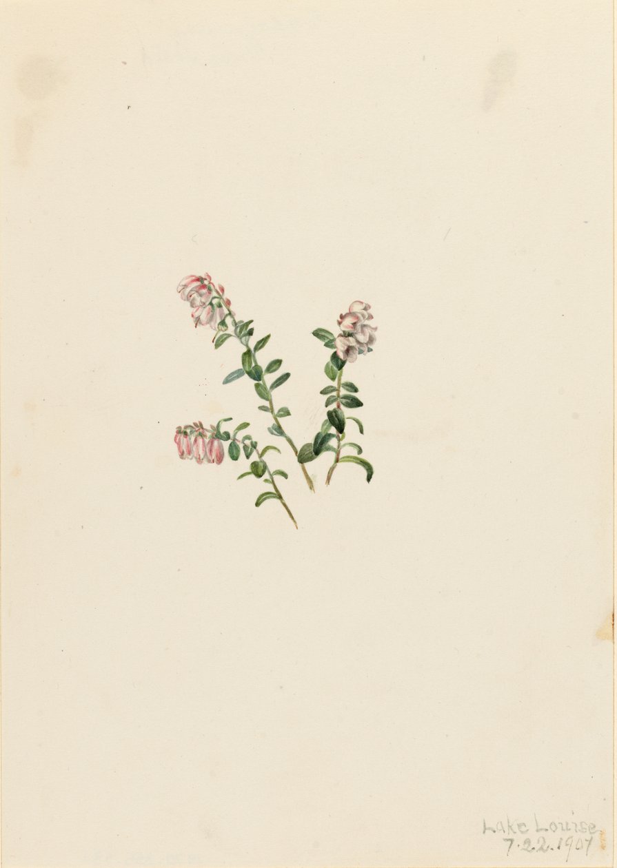Żurawina górska Vaccinium vitisidaea minus, 1907. autorstwa Mary Vaux Walcott