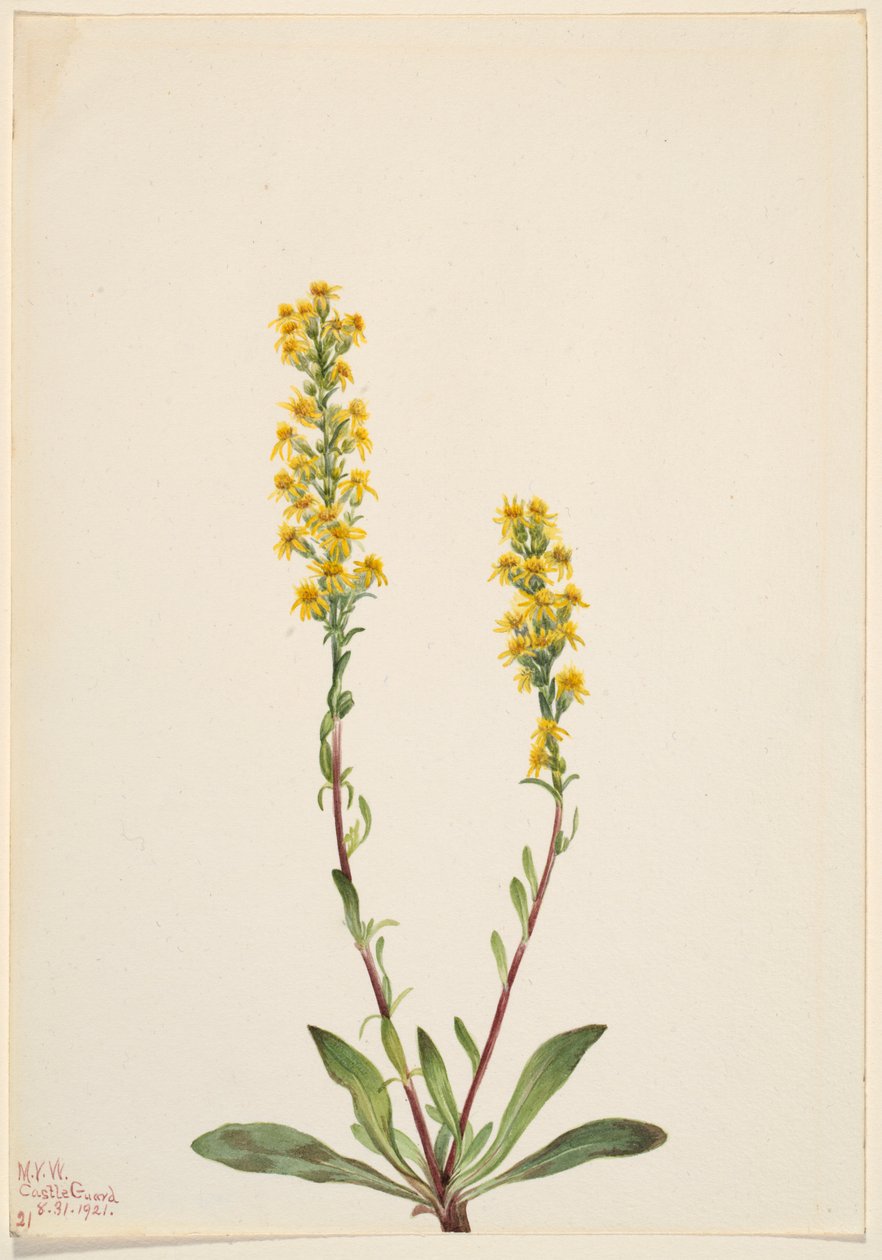 Nawłoć górska (Solidago oreophila) autorstwa Mary Vaux Walcott