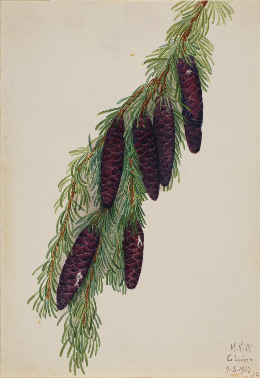 Górski Hemlock Tsuga mertensiana, 1923. autorstwa Mary Vaux Walcott