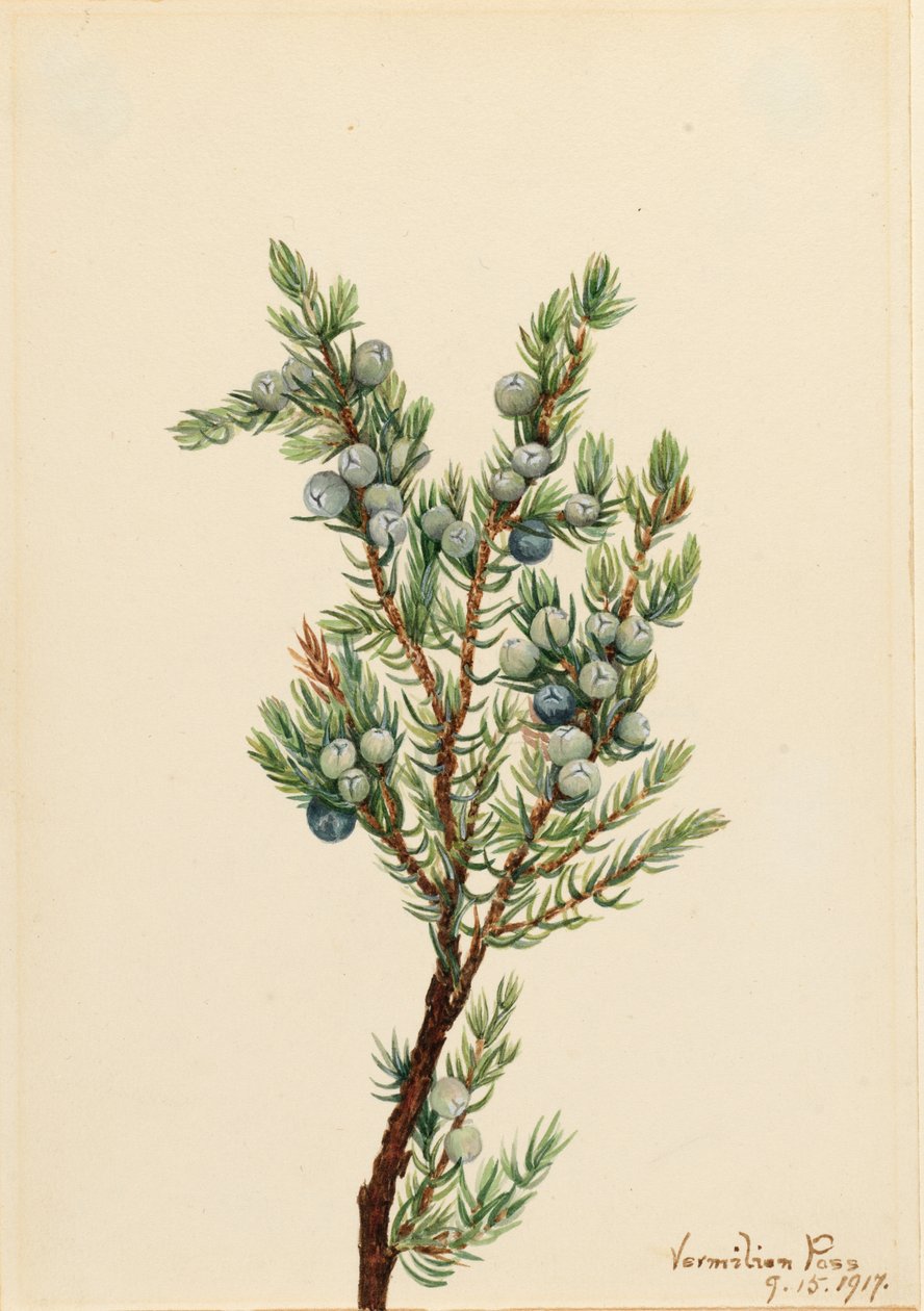 Jałowiec górski (Juniperus sibirica) autorstwa Mary Vaux Walcott