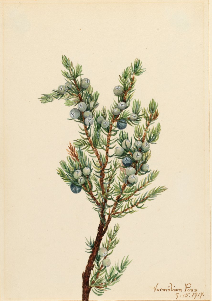 Jałowiec górski Juniperus sibirica, 1917. autorstwa Mary Vaux Walcott