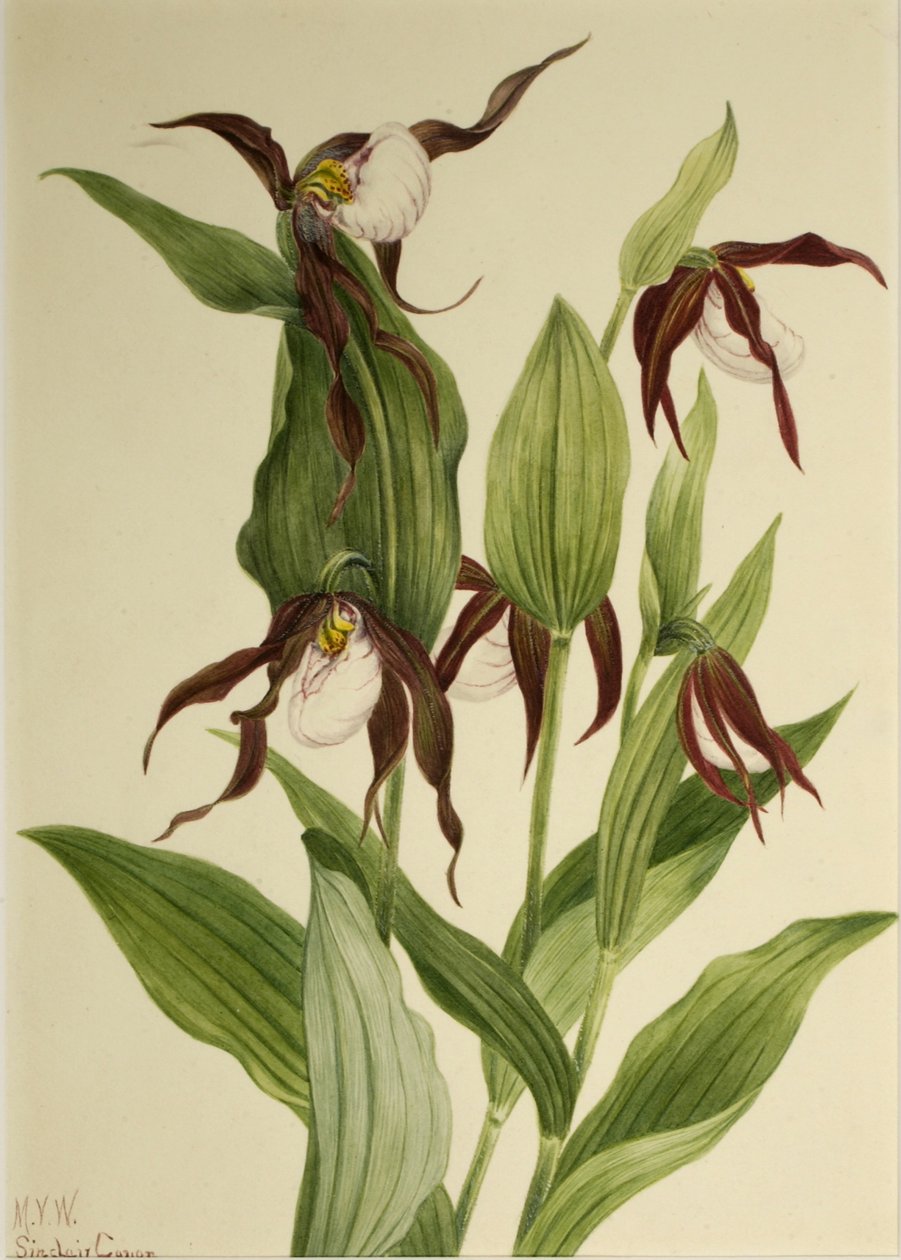 Cypryśnik górski (Cypripedium montanum) autorstwa Mary Vaux Walcott