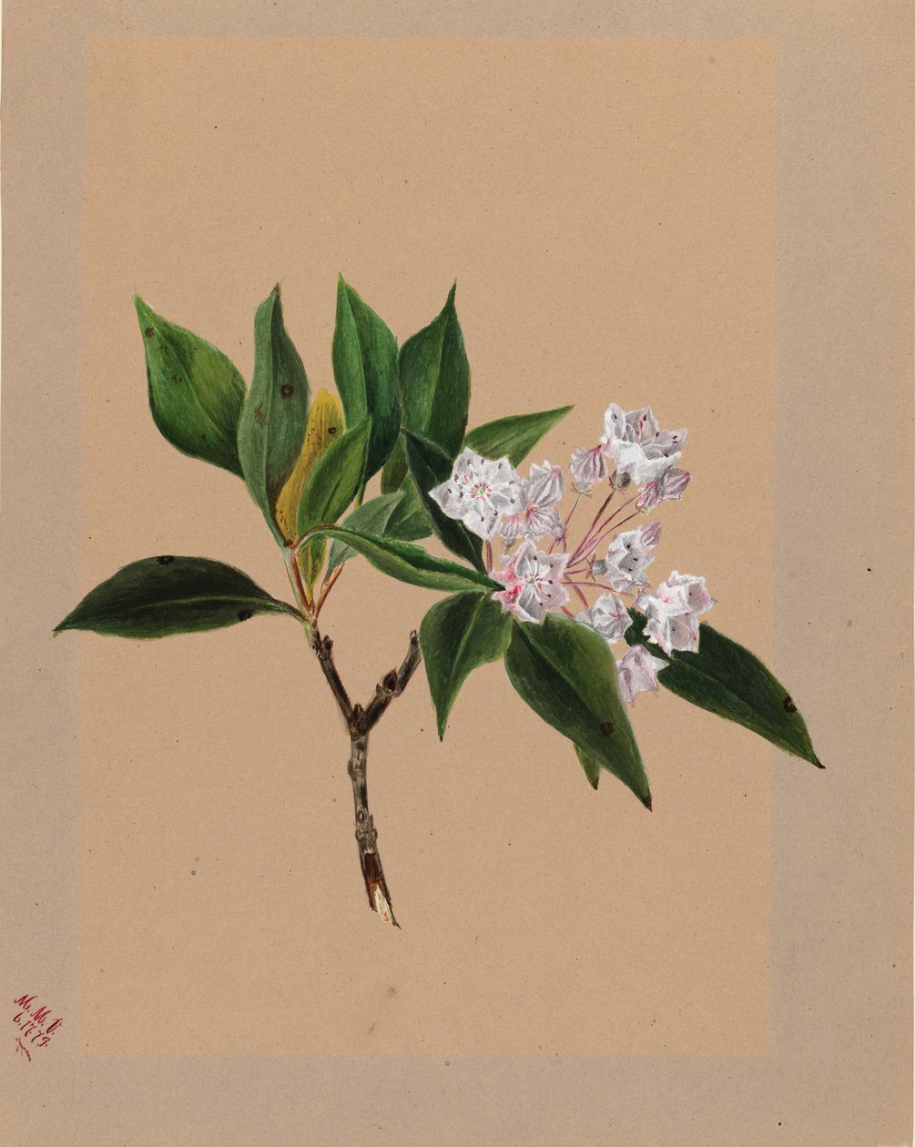 Wawrzyn górski (Kalmia latifolia) autorstwa Mary Vaux Walcott