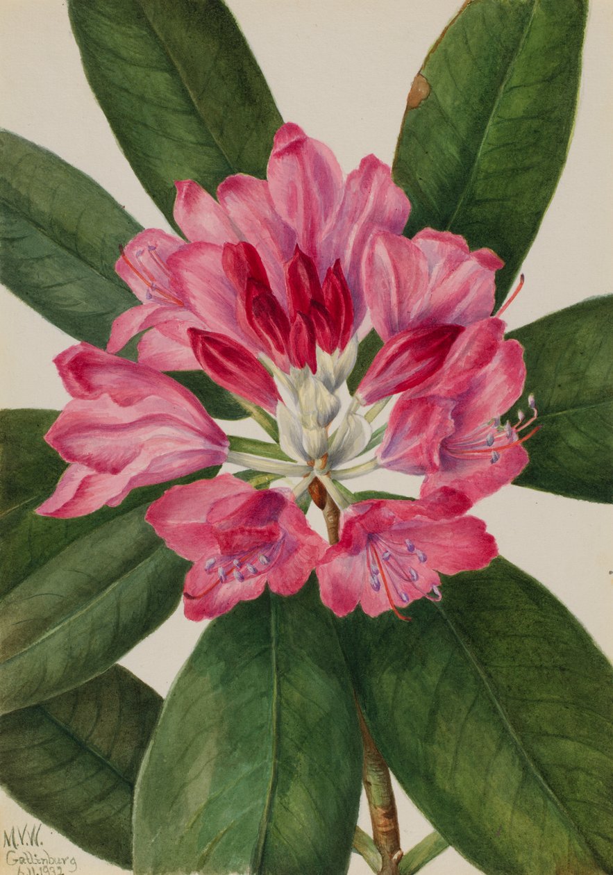 Mountain Rose-Bay Rhododendron catawbiense, 1932. autorstwa Mary Vaux Walcott